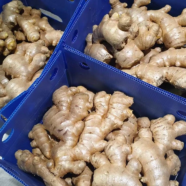 Fresh Ginger Market sisältää laatupäivityksen