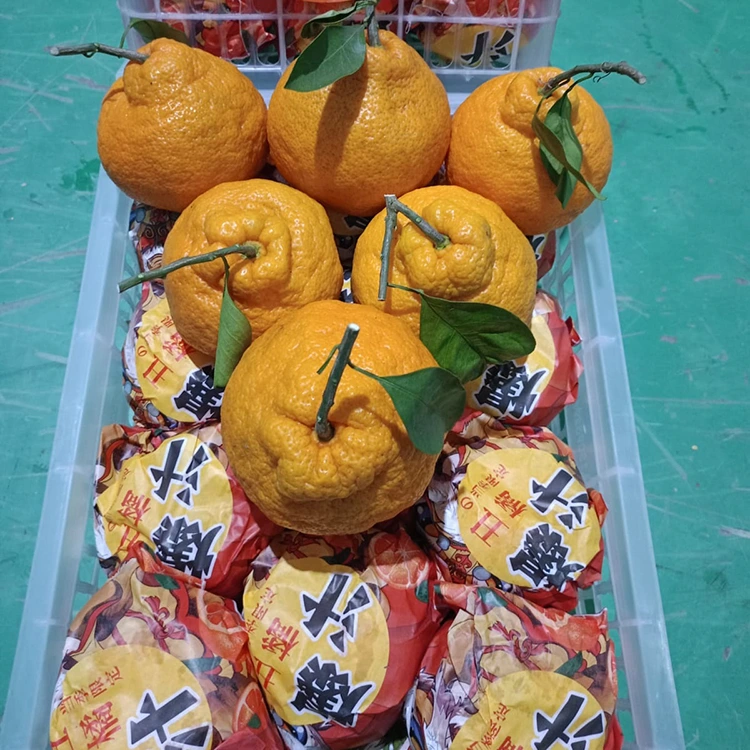 Tuore Shiranui Mandarin