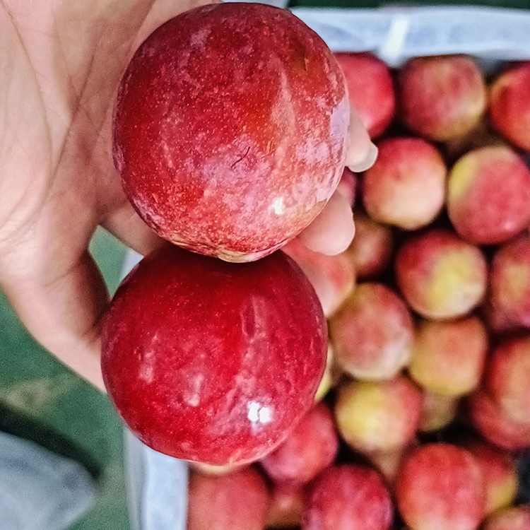 Tuore Sweet Red Meiyi Luumu