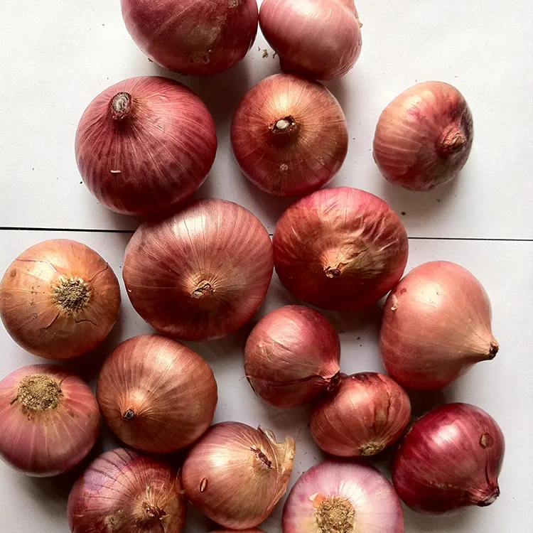 Premium tuore punasipuli