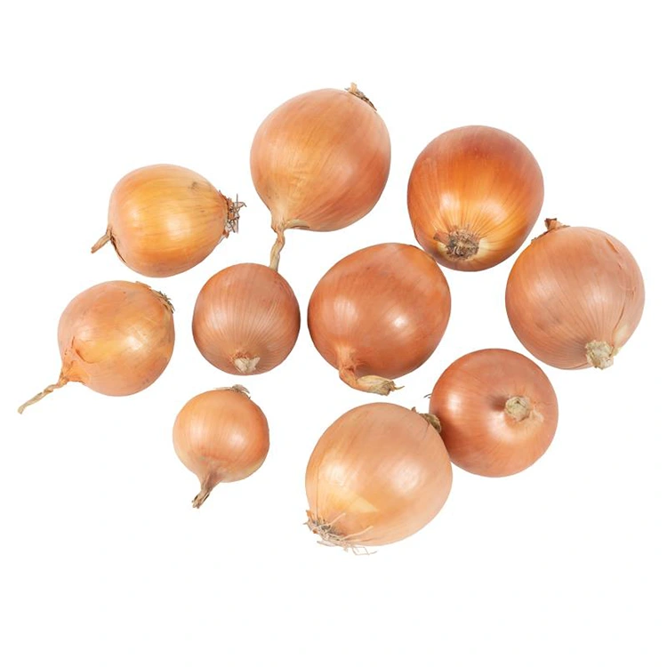 Premium tuore keltainen sipuli