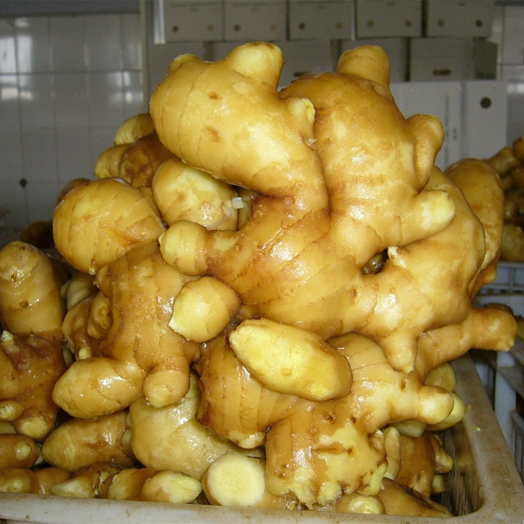 Mausteinen tuore aromaattinen inkivääri